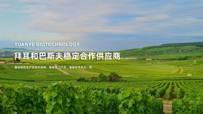 引物合成：揭秘PCR实验中的关键步骤